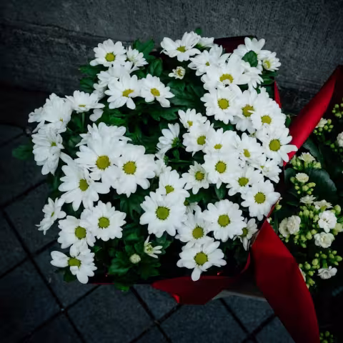 صورة معبّرة (زهور بيضاء) — تصوير Pourya Gohari عبر Unsplash