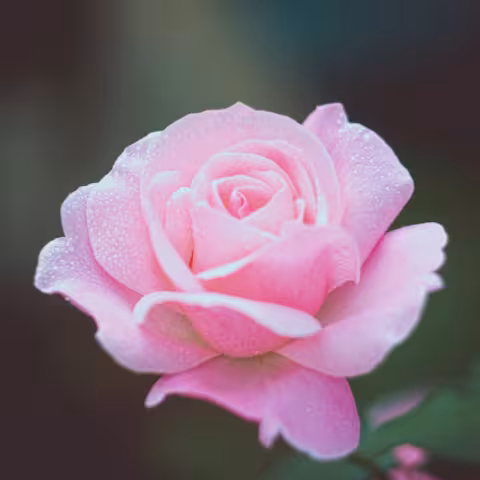صورة معبّرة (وردة بيضاء) — تصوير Pavlo Pavliuk عبر Unsplash